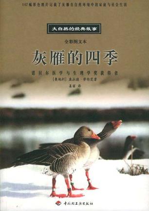 灰雁的四季