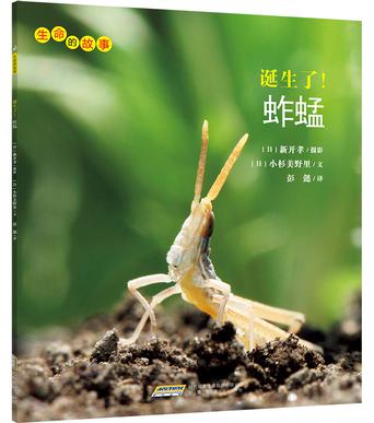 诞生了！蚱蜢