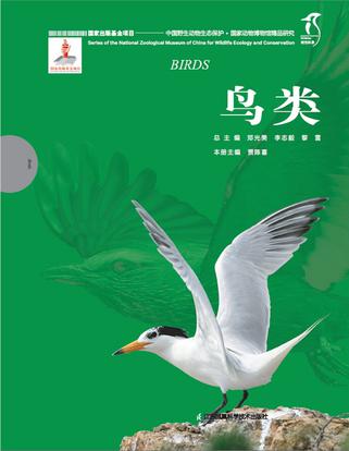 鸟类