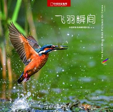 飞羽瞬间