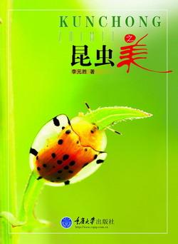 昆虫之美