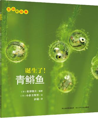 诞生了！青锵鱼