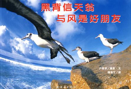 黑背信天翁与风是好朋友