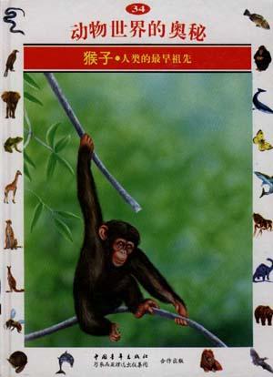 猴子--人类的最早祖先（34）