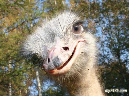 观念撞击的火花-中国经济学家随笔短论丛书