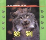 北美洲猫科动物:猞猁