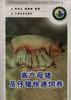 高产母猪及仔猪快速饲养
